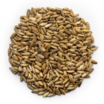 Γαϊδουράγκαθο σπόρος