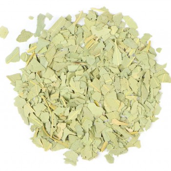 Ευκάλυπτος