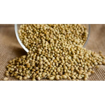 Κόλιανδρο σπόρος Κόλιανδρο σπόρος