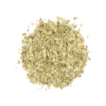 Σημύδα Σημύδα