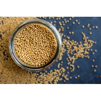 Σιναπόσπορος